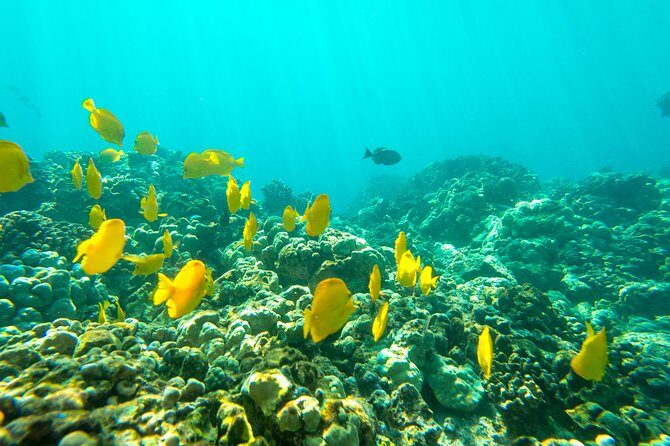 Big Island: Captain Cook Snorkel On A Power Catamaran With Lunch - Who Should Book This (and Who Might Want a Different Plan)