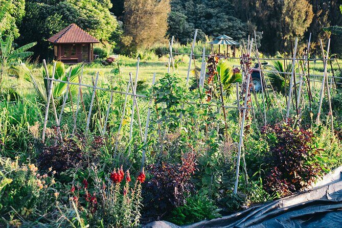 Big Island Farms Tour in Hawaii - Where This Big Island Farms Tour Fits in Your Day