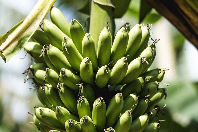 Big Island Farms Tour in Hawaii - The Plant-Based Angle: Good for Vegans, Great for Curious Eaters