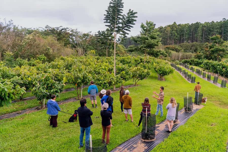 Big Island Hawaii: Craft Chocolate Tasting and Farm Tour - Entering Honolii’s tasting room with ocean-and-valley views
