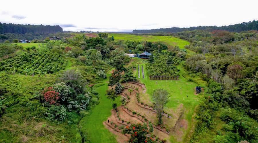 Big Island Hawaii: Craft Chocolate Tasting and Farm Tour - The orchard walk: from cacao tree to harvest basics