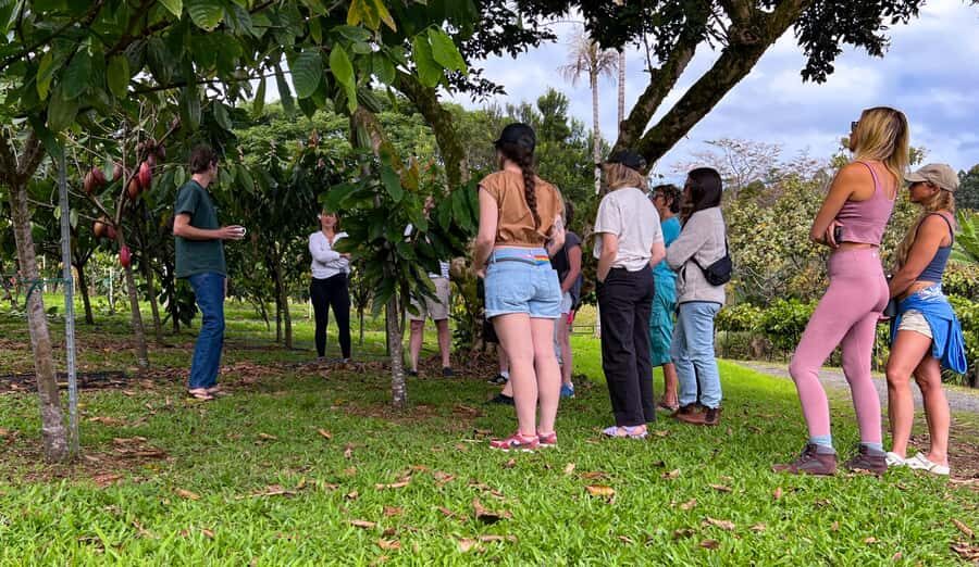 Big Island Hawaii: Craft Chocolate Tasting and Farm Tour - Price and value: what $130 buys you on Big Island