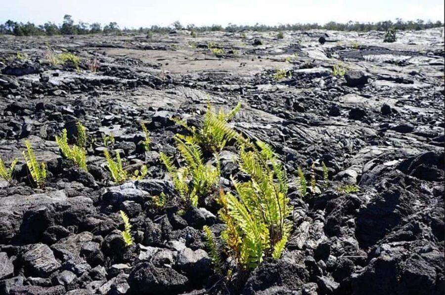Big Island Hawaii Volcano Day tour from Oahu and Hotel PU - Key points to know before you go