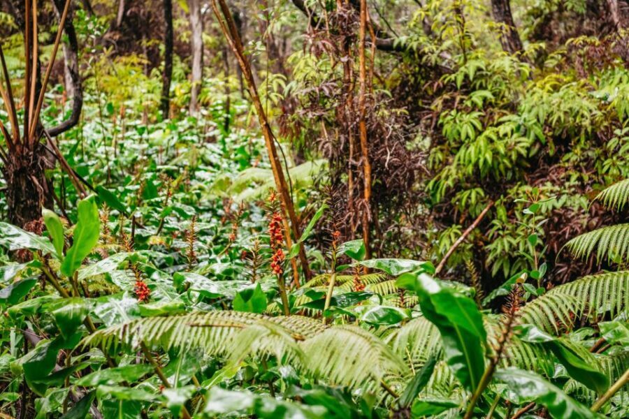 Big Island: Hawai'i Volcanoes National Park Guided Hike - Steam vents and the caldera walls: feel the heat and learn the ecology