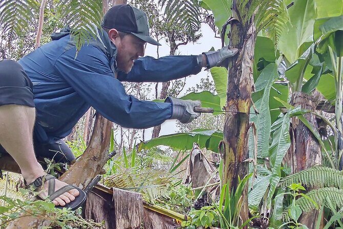 Big Island Jungle Tour with Guava Green Tea - Banana cultivation with apple bananas: how growing becomes a lesson