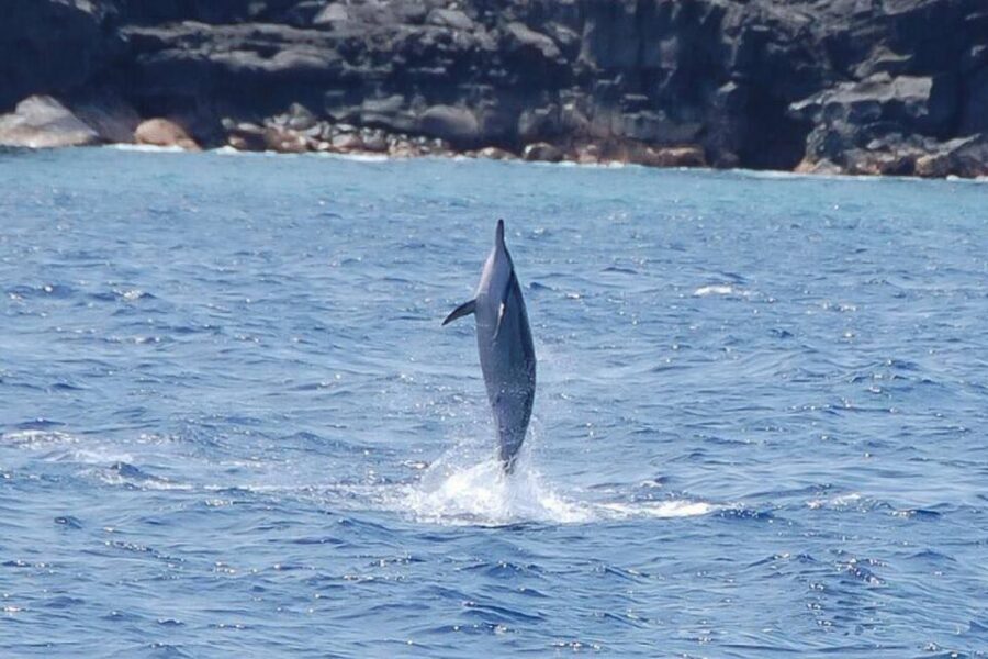 Big Island: Kealakekua Bay, Captain Cook & Marine Life Tour - Kealakekua Bay snorkel + spinner dolphins from Kona: what you’re really signing up for