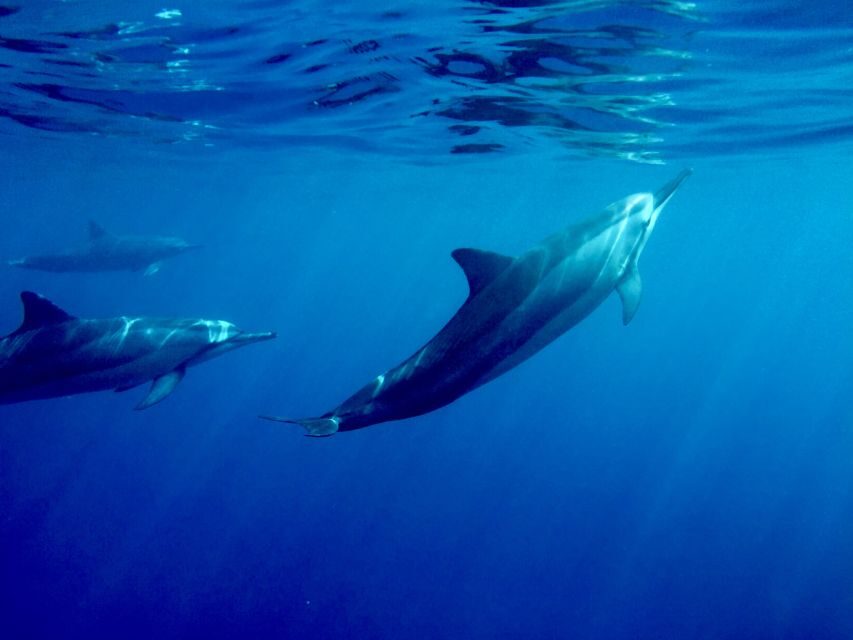 Big Island: Kealakekua Bay, Captain Cook & Marine Life Tour - On the catamaran: what 24 passengers means for your comfort