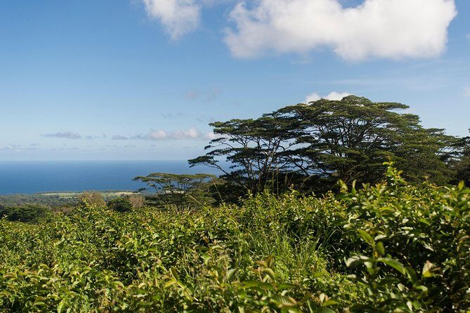 Big Island Kohala Canopy Zipline Adventure - Timing, Weather, and Common Friction Points