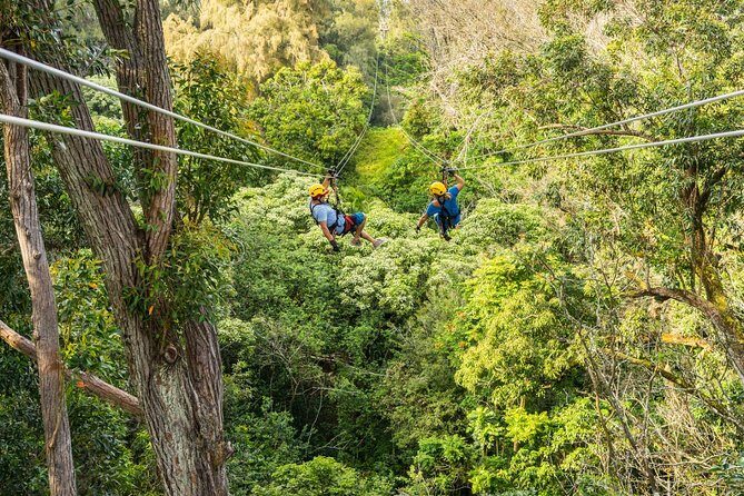 Big Island Kohala Zip and Dip Tour from Kona - The Kohala canopy zipline: 8 lines, bridges, platforms, and how the guides keep you confident