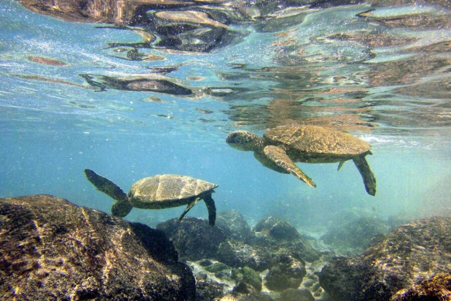Big Island: Kona Half-Day Boat Tour with Snorkeling & Lunch - Kealakekua Bay second snorkel: a different reef feel