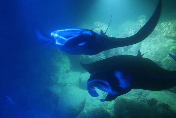 Big Island: Kona Manta Ray Snorkel Tour in Keauhou Harbor - Night Manta Rays in Keauhou: The What and Why