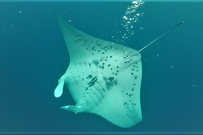 Big Island: Kona Manta Ray Snorkel Tour in Keauhou Harbor - The Short Boat Ride to Keauhou’s Manta Spot
