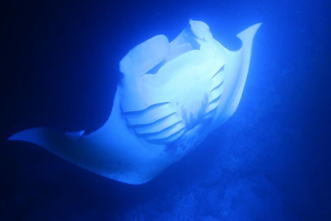 Big Island: Kona Manta Ray Snorkel Tour in Keauhou Harbor - How the Light Board Works (and Why You’ll See Rays)