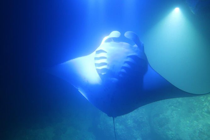 Big Island: Kona Manta Ray Snorkel Tour in Keauhou Harbor - Group Size: Why “Max 17” Changes the Mood
