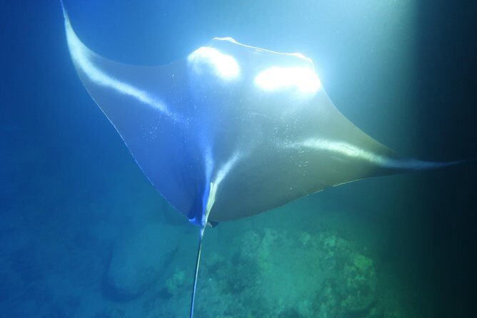 Big Island: Kona Manta Ray Snorkel Tour in Keauhou Harbor - Guide Team and the On-Spot Coaching You’ll Actually Need