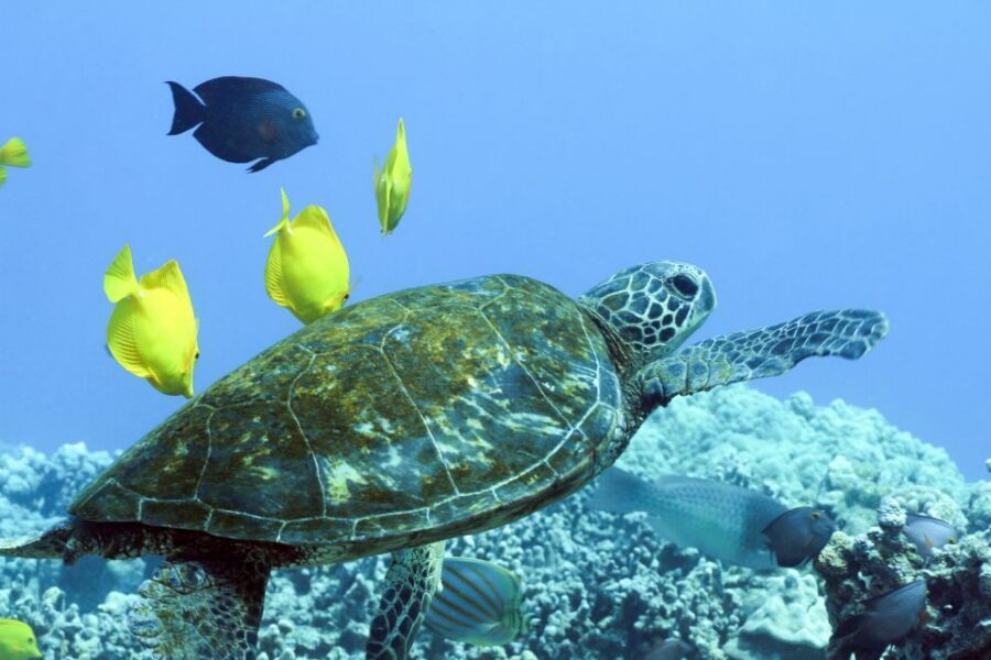 Big Island: Luxury Catamaran Trip along the Kona Coast - Cruising Kona on the No Wiki catamaran