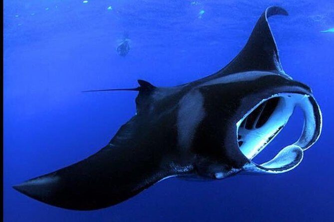 Big Island Manta Ray Night Snorkel - Key Points Before You Go