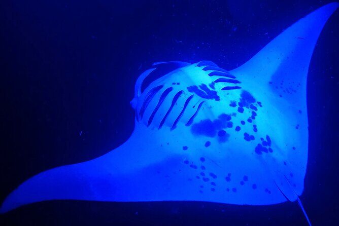 Big Island: Manta Ray Night Snorkeling Adventure in Kailua-Kona - Key things that make this manta ray night snorkel work