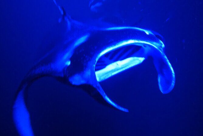 Big Island: Manta Ray Night Snorkeling Adventure in Kailua-Kona - Price and what you actually get for $75