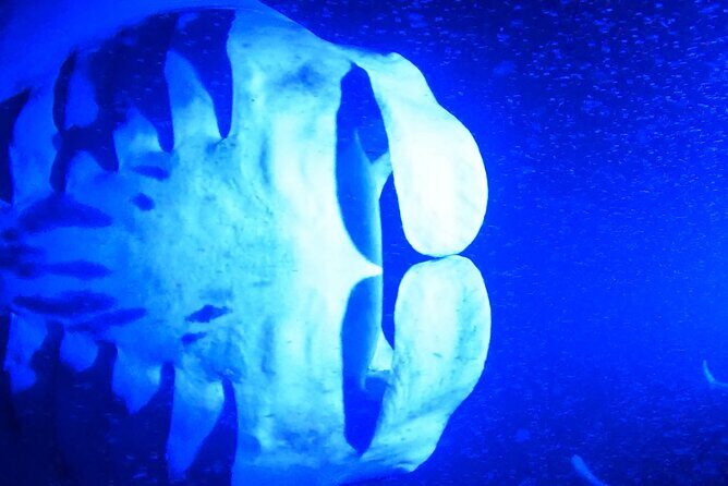 Big Island: Manta Ray Night Snorkeling Adventure in Kailua-Kona - The boat ride: short, but it can feel bumpy