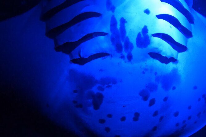 Big Island: Manta Ray Night Snorkeling Adventure in Kailua-Kona - Gear and comfort: what’s included vs what you must pack