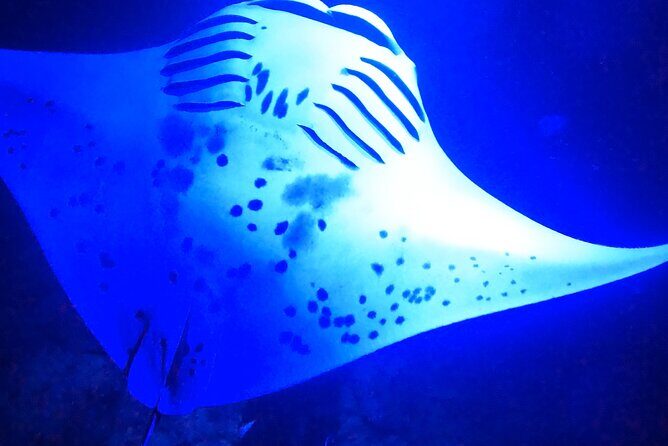 Big Island: Manta Ray Night Snorkeling Adventure in Kailua-Kona - What the mantas look like under the lights