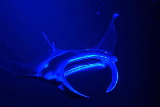 Big Island: Manta Ray Night Snorkeling Adventure in Kailua-Kona - Safety, group flow, and how the crew manages it