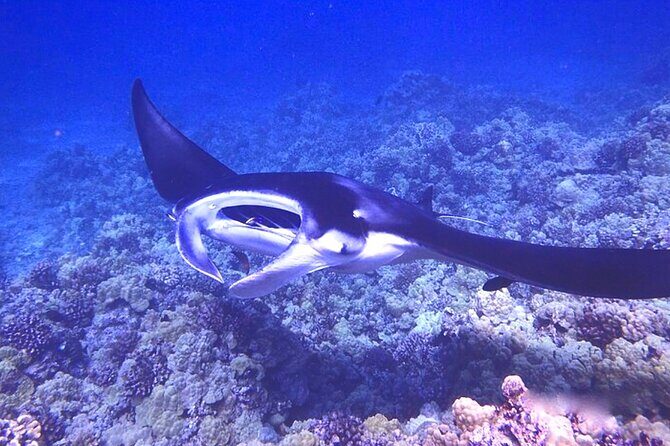 Big Island: Manta Ray Night Snorkeling Adventure in Kailua-Kona - Who should book this manta ray night snorkeling tour