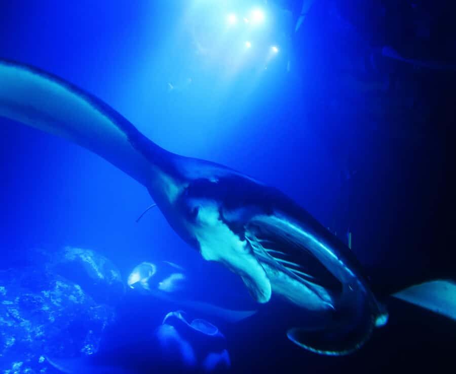 Big Island: Manta Ray Snorkel Boat Tour - Key Things to Know Before You Go