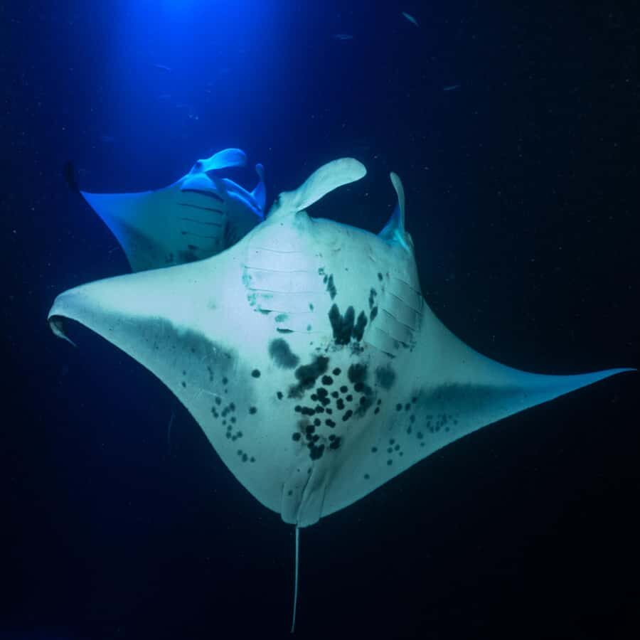Big Island: Manta Ray Snorkel Boat Tour - The Speedboat Ride: Short, Smooth, and Purposeful