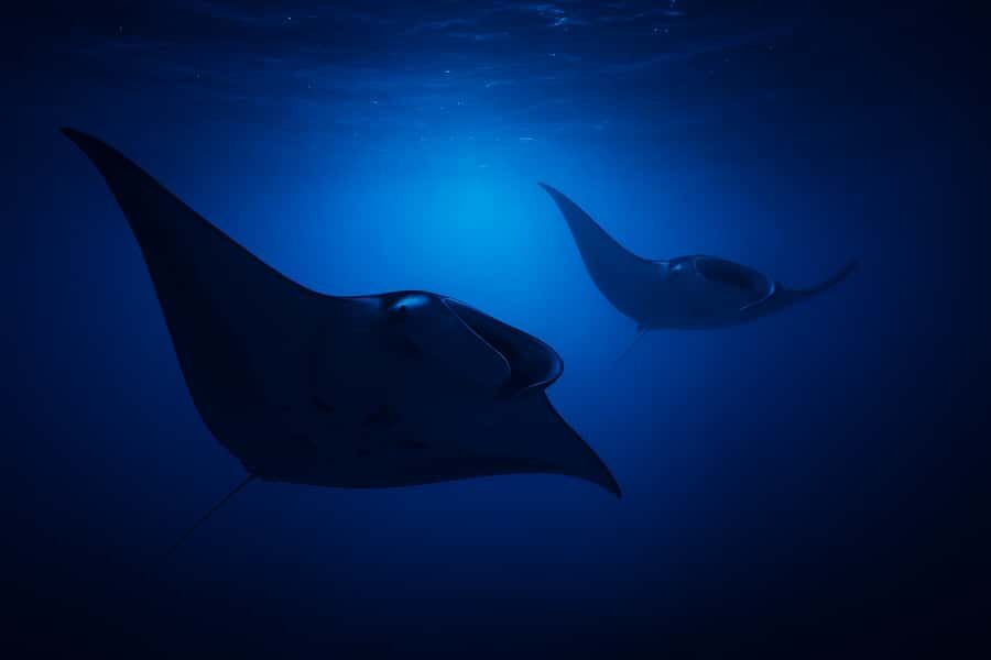 Big Island: Manta Ray Snorkel Boat Tour - Snorkeling Time with Manta Rays: The Main Event