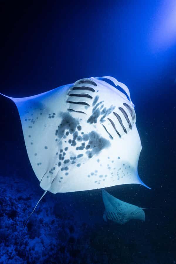 Big Island: Manta Ray Snorkel Boat Tour - What the Guides Expect from You in the Water