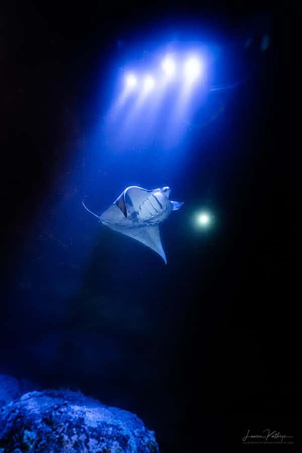 Big Island: Manta Ray Snorkel Boat Tour - Safety Briefing Is Not a Formality Here