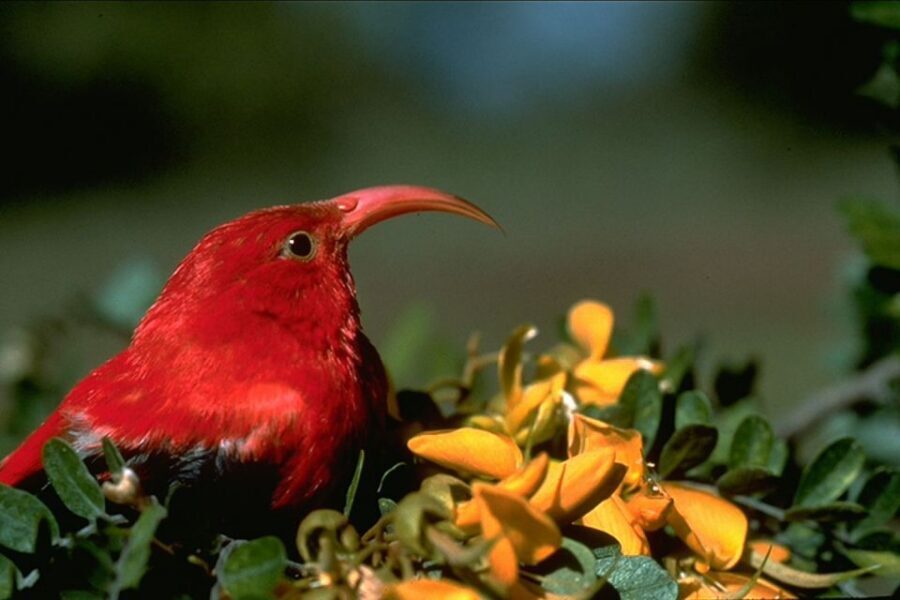 Big Island: Native Bird Watching & Hiking Tour - Key takeaways before you go