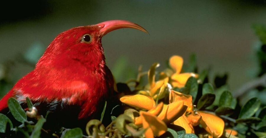 Big Island: Native Bird Watching & Hiking Tour - The hike: up to 4 miles, uneven ground, and how to handle it