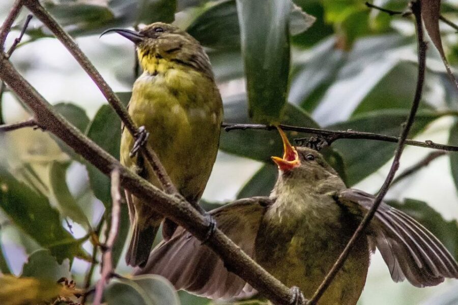 Big Island: Native Bird Watching & Hiking Tour - Lunch, snacks, and water: a “keep moving” setup that’s easy to plan around