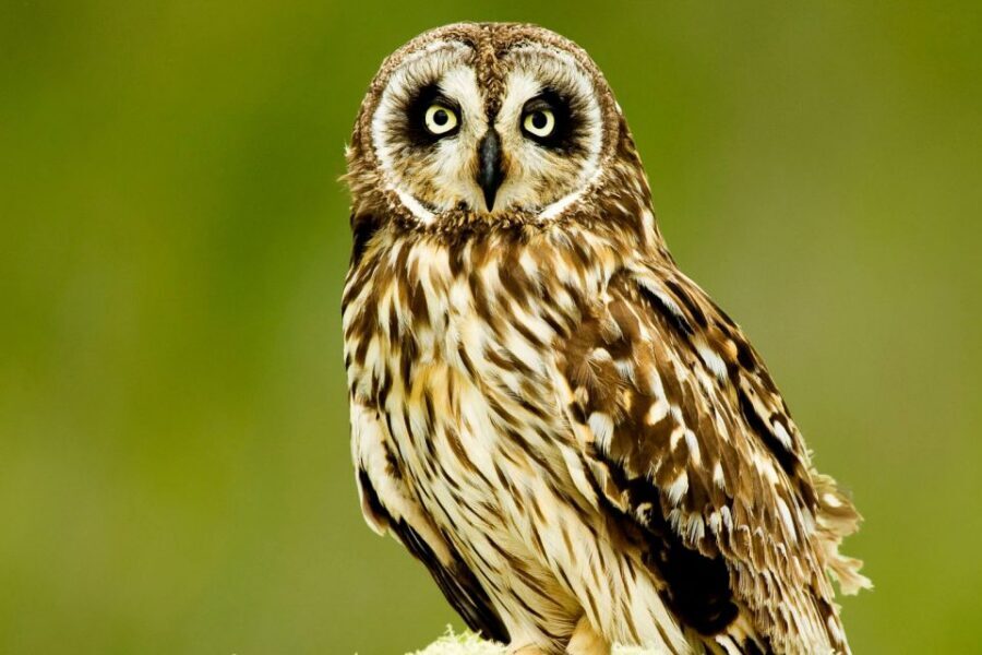 Big Island: Native Bird Watching & Hiking Tour - What the guide adds beyond spotting birds