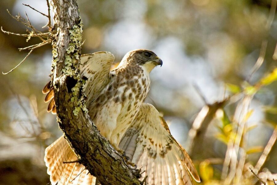 Big Island: Native Bird Watching & Hiking Tour - Price and value: what you’re really paying for at $287 per person