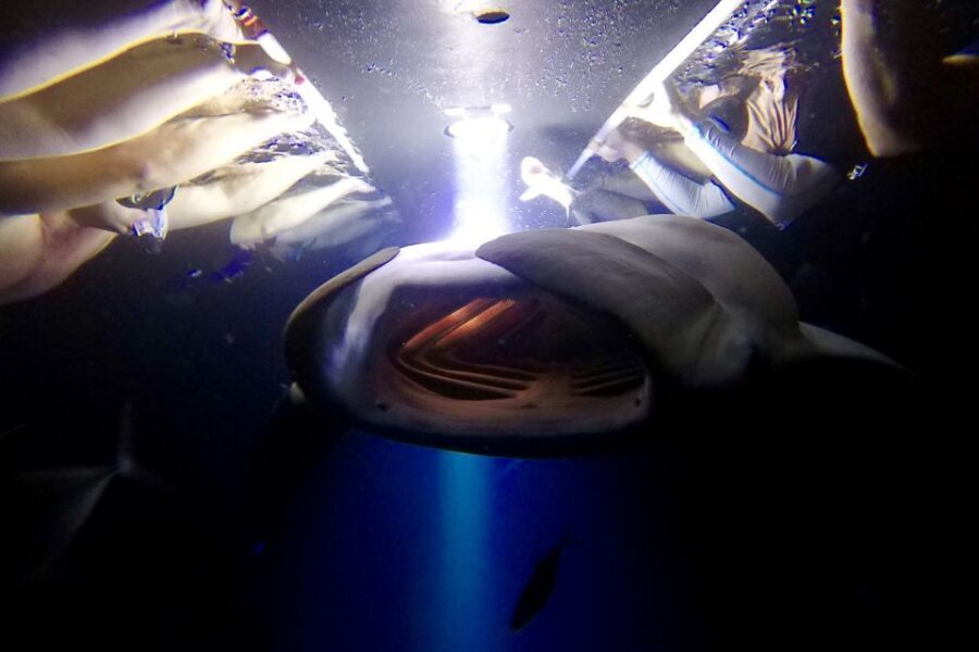 Big Island: Night Swim with Manta Ray with Hot Chocolate - Key things that make this night swim special