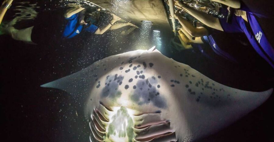 Big Island: Night Swim with Manta Ray with Hot Chocolate - Night Manta Ray Feeding: Why Keauhou Bay Works So Well
