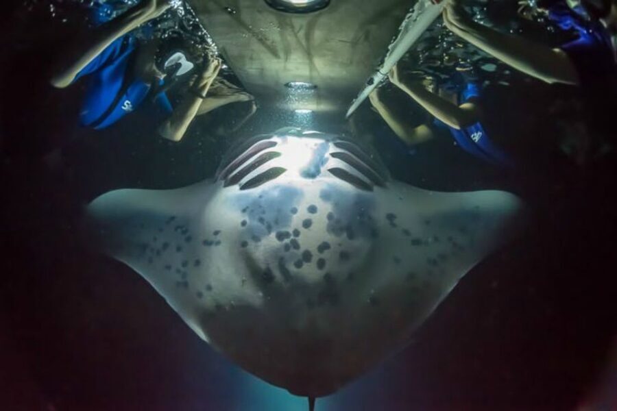 Big Island: Night Swim with Manta Ray with Hot Chocolate - Wetsuit, Rx Masks, and the Floating Light Raft Setup