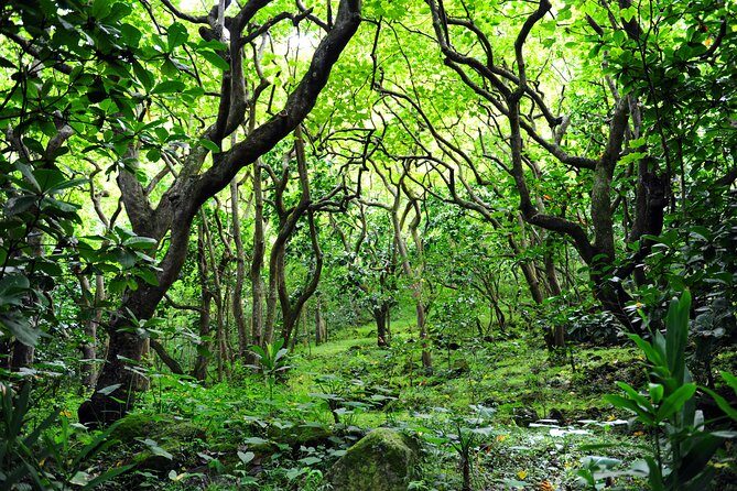 Big Island North Island Jungle Adventure - Self-Guided Audio Tour - Rainforest Gardens, Akaka Falls, and Umauma Falls Viewpoints