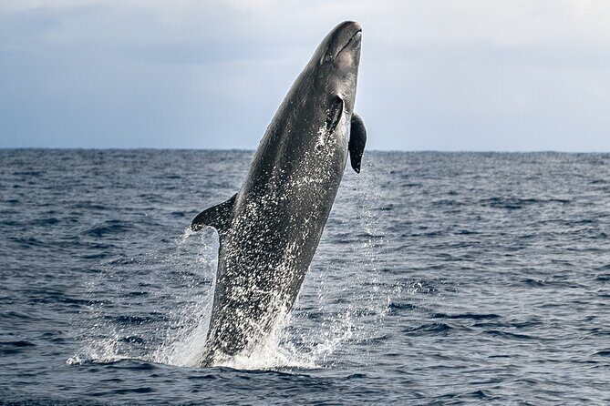 Big Island: Pelagic Whale Watch Tour - Key things to know before you go