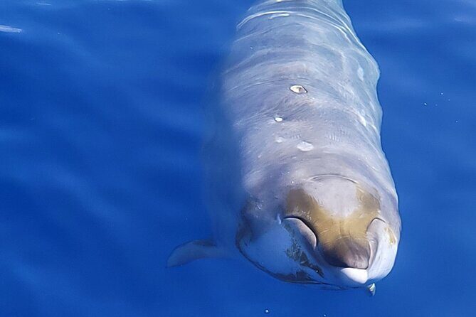 Big Island: Pelagic Whale Watch Tour - The boat setup: comfortable catamaran + easier scanning