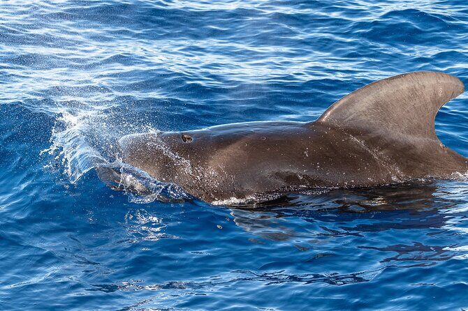 Big Island: Pelagic Whale Watch Tour - What animals you might actually see