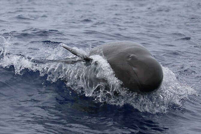 Big Island: Pelagic Whale Watch Tour - The naturalist factor: Dennis, Olivia, and Captain Andrew