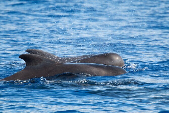 Big Island: Pelagic Whale Watch Tour - Price and value: is $129 worth it?