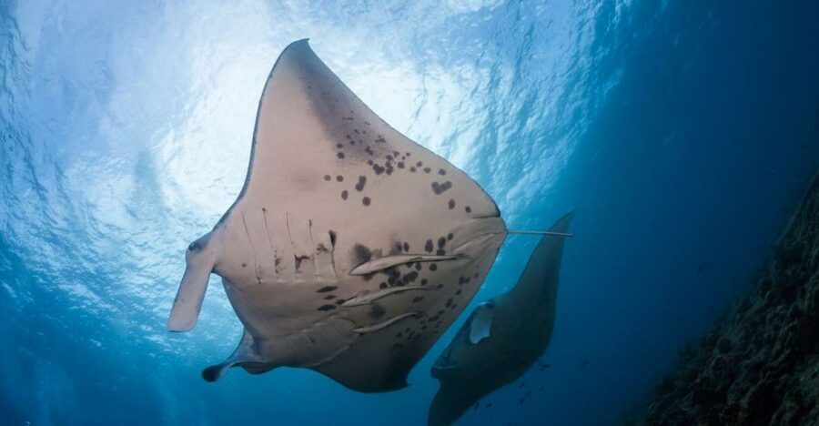 Big Island: Snorkel with Manta Rays - Manta Guarantee - Key points before you go