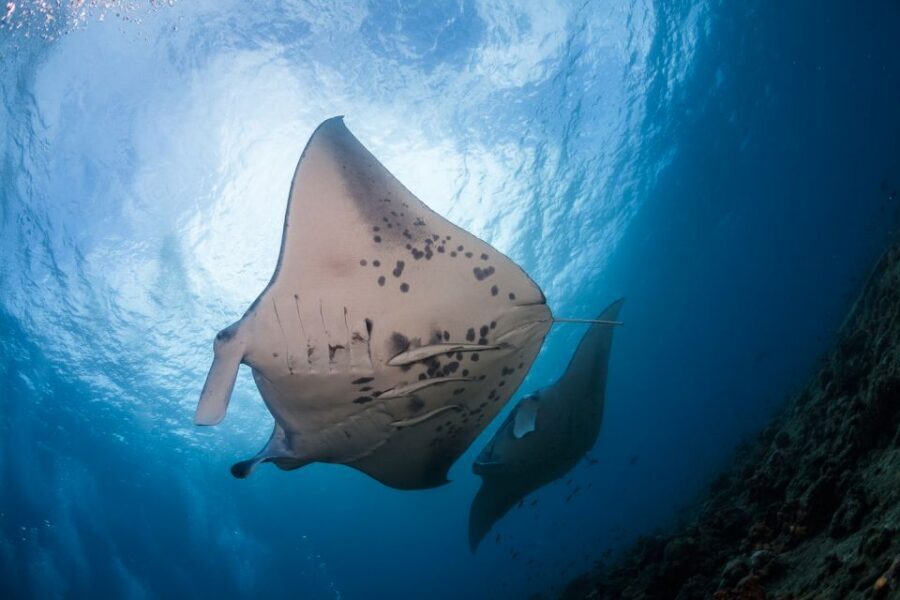 Big Island: Snorkel with Manta Rays - Manta Guarantee - The water session: how the manta floatation device changes everything