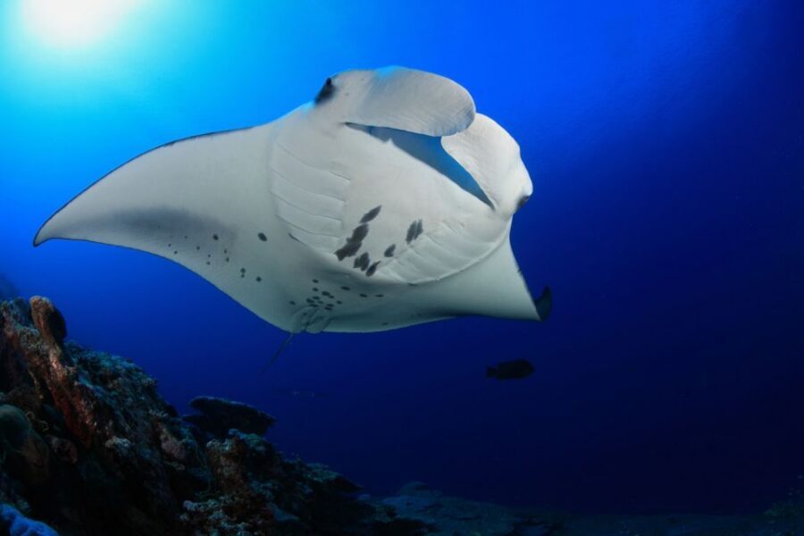 Big Island: Snorkel with Manta Rays - Manta Guarantee - Price and value: what $141 gets you
